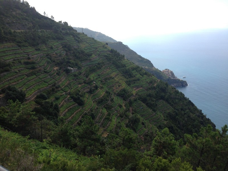 CINQUE TERRE: DENOMINAZIONE, TERRITORIO E PANORAMICA DEI VINI