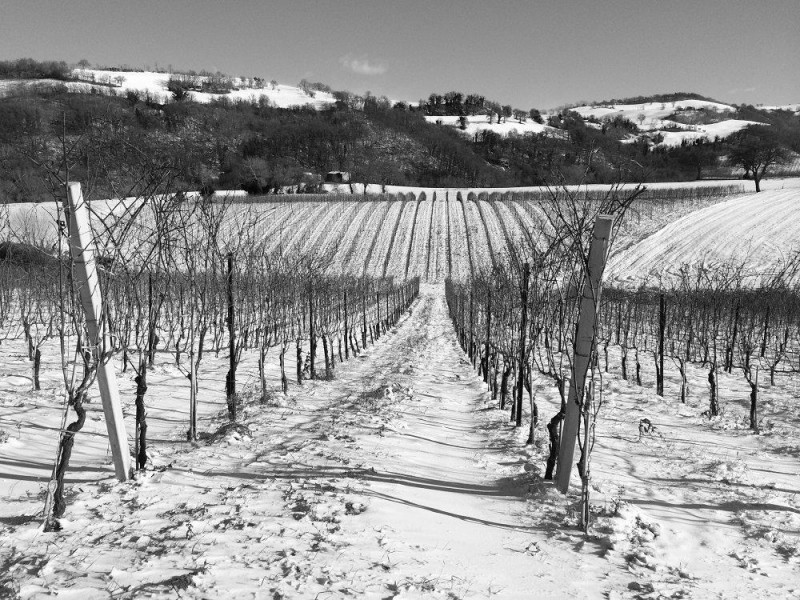 VERDICCHIO DI JESI, IL CANTICO DELLA FIGURA di ANDREA FELICI - MARCHE