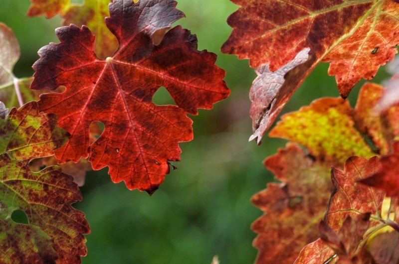 AUTUNNO 2017: L'ALFAOMEGA DEL VIGNAIOLO