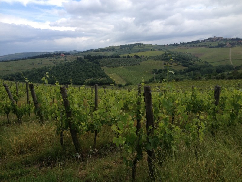 ELEGIA SGHEMBA DEL CHIANTI CLASSICO