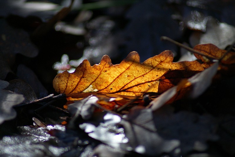 L'AUTUNNO NEVRILE