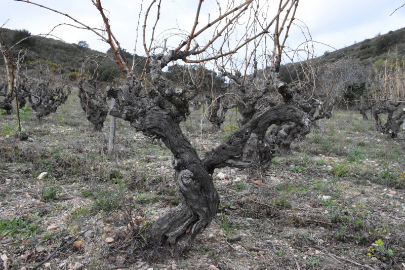 DOMAINE GAUBY: I VINI DELLA ROCCIA