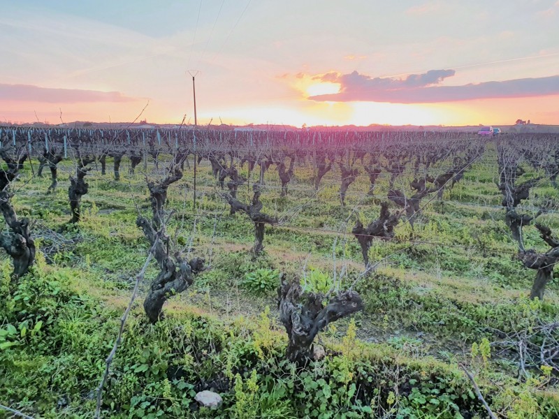 MUSCADET, DI OCEANO E AGRUMI