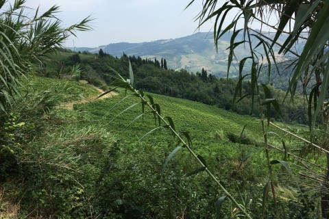 OSTERIA ERBALUCE, ROMAGNA SANGIOVESE: NEL CUORE DELLE SOTTOZONE. MARTEDì 3 OTTOBRE